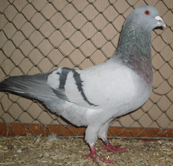Pigeon de la Sarre 1