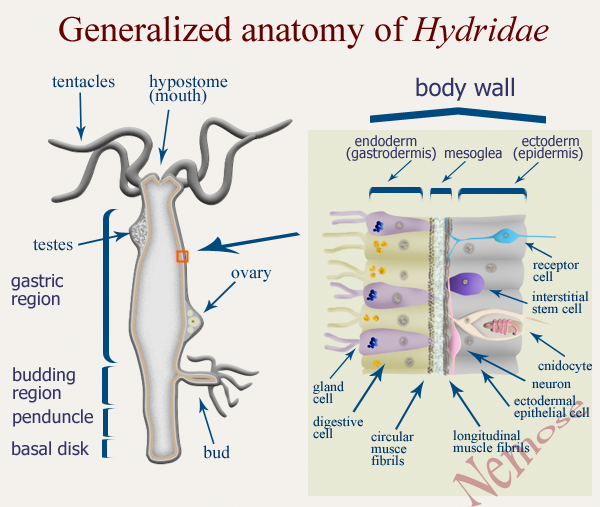 اللافقاريات البحرية: Hydra