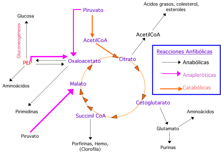 Unidad-I: OXIDACIONES BIOLÓGICAS (Cuestionario p/semana: 14-21 agosto, 2016) Krebsanap