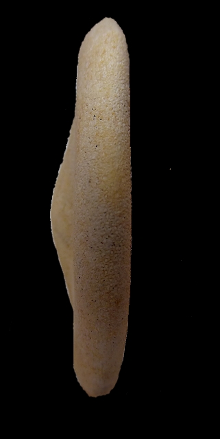 Echinoidea - Laganodae - † Sismondia occitana (Defrance, 1827) - Bartonien de Gironde Post-18428-0-68992100-1458917707