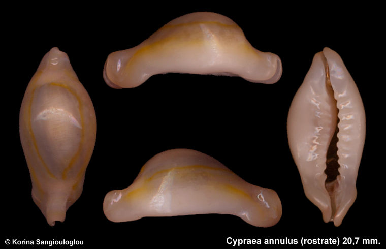   Cypraea diverses - Nigers et Rostrées... Cyp_annulus_r207