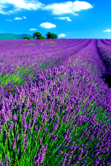 زهره اللا فندر France%20-%20Provence%20-%20Lavender%20field%20Vt