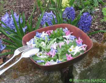 Les fleurs comestibles Salade_jacinthe