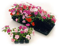 Les Poteries Balcon_impatiens