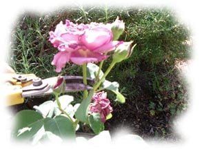 La Rose de l'Espérance Rosier_coupe_bouquet