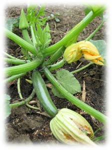   potager de juillet Courgette_en_fleur_2644