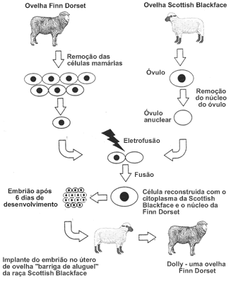 O tópico das Efemérides - Página 6 Clonagem_dolly