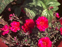 FIORI SUL TERRAZZO Portulac