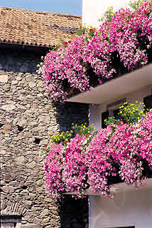 FIORI SUL TERRAZZO SURFINIA_Pastell-sunpapi_forme