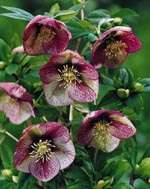 Helleborus orientalis Helleborus_orientalis