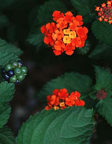 LANTANA UN FIORE BELLISSIMO Lantanacamara