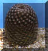 Piante grasse Mammillaria_matudae_small