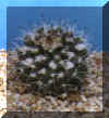 Piante grasse Mammillaria_nejapensis_small