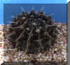 Piante grasse Notocactus_submammulosus_small