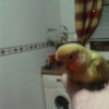 mutacion de mi pollito Tn_imagen03