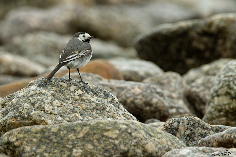 Oiseaux de la semaine ! (Maj 09-06) - Page 2 In145