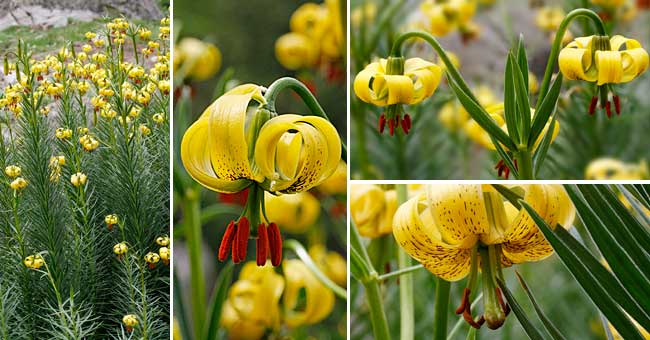 fleurs - LIS MARTAGON Fleurs des montagnes(photos,historique...) Lil_lis_pyrenees