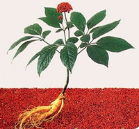 Avril 2013 - Vive le printemps ! Ginseng-entier