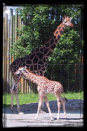 girafe 584