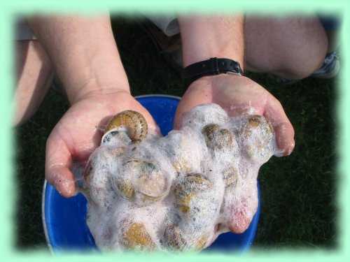 Comment faire baver les escargots