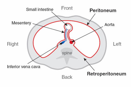     Anatomy - (      Windhamfig3small