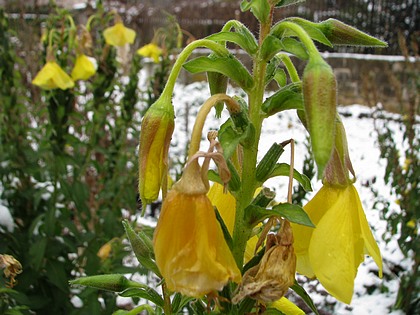 Oenothera biennis  - Page 3 Neige28novembre-02