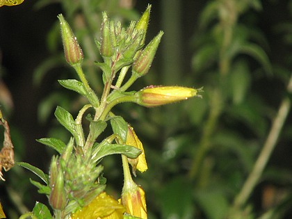 Oenothera biennis  - Page 3 Neige28novembre-03