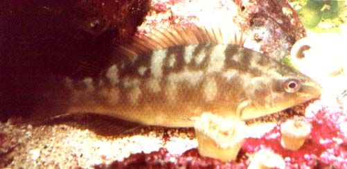 Wrasse found in British seas Ballan3