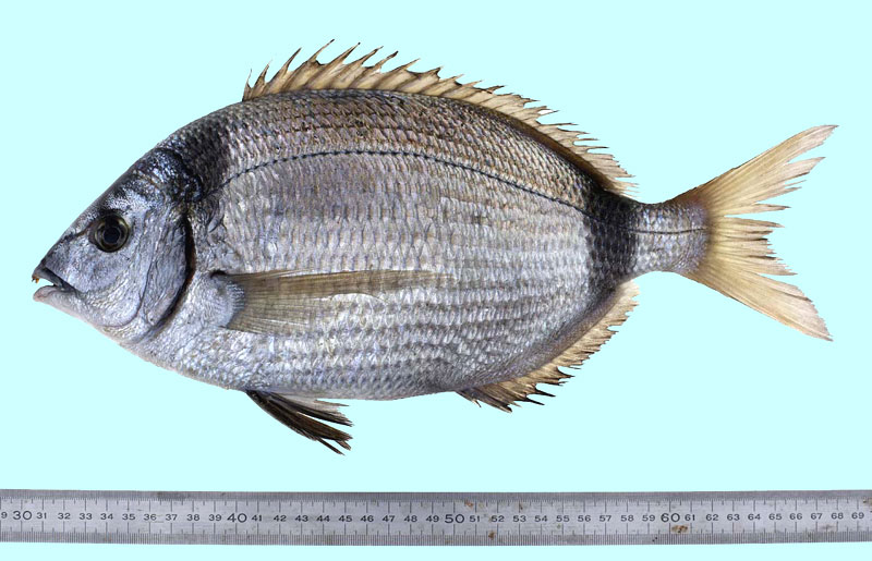 Коментари и въпроси свързани с темите за рибите!! Diplodus-vulgaris