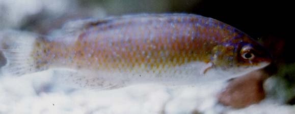 Wrasse found in British seas Rockcook