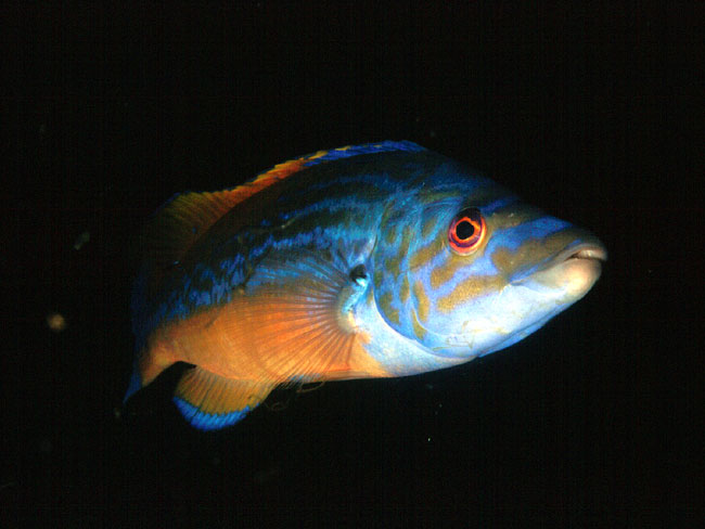 Wrasse found in British seas M-cuckoo-wrasse