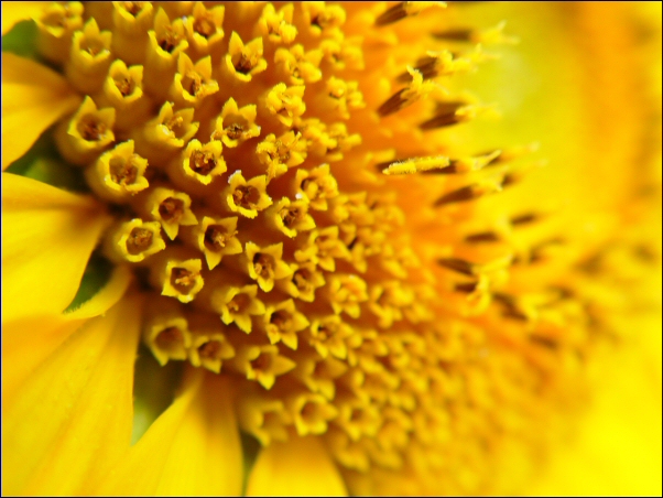 Un soleil comme Mline les aime... Tournesol