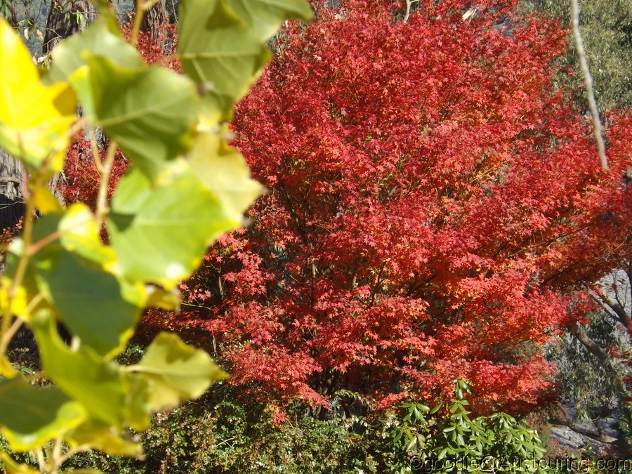  Yarra Valley Autumn Shorts  YarraValleyColour_006b