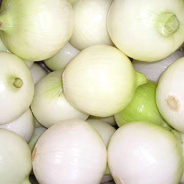 بصل زالنجي أو بصل فلاتة Fresh_Onion_and_Fresh_Peeled_Onion