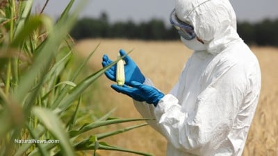 Genetically Modified Organisms (GMOs) – Planned Sterilization of Humanity? Biotechnology-Engineer-Examining-Immature-Corn-Cob-GMO-Crop-Test-400x225