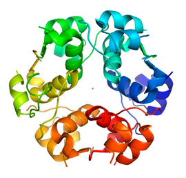 استفسار حول بنية الأنسولين  Insulin_Hexamer_eng