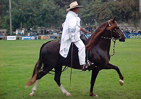 El caballo de paso (Peru) Caballo4_jmm