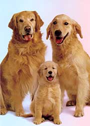 Picutres of ourselves Golden_retriever_family