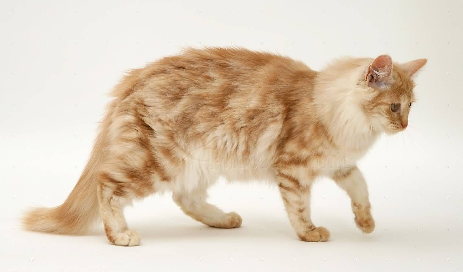 Death from Beyond [Sitewide plot] - Page 2 Beautiful-Orange-Calico-Turkish-Angora-Cat-Walking