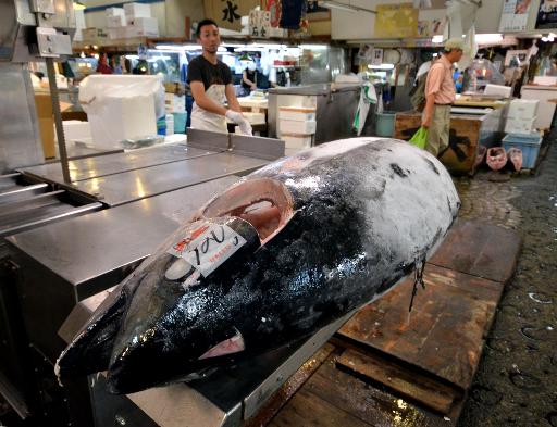 Asie-Pacifique: initiative pour réduire la pêche de jeunes thons  TUna4