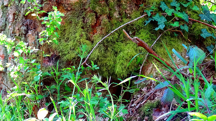 Cherchez le petit peuple de la forêt Peuple12