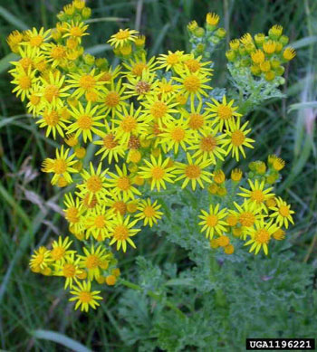 ~~Poisonous Wild Flower that can Heal~~ Ragwort