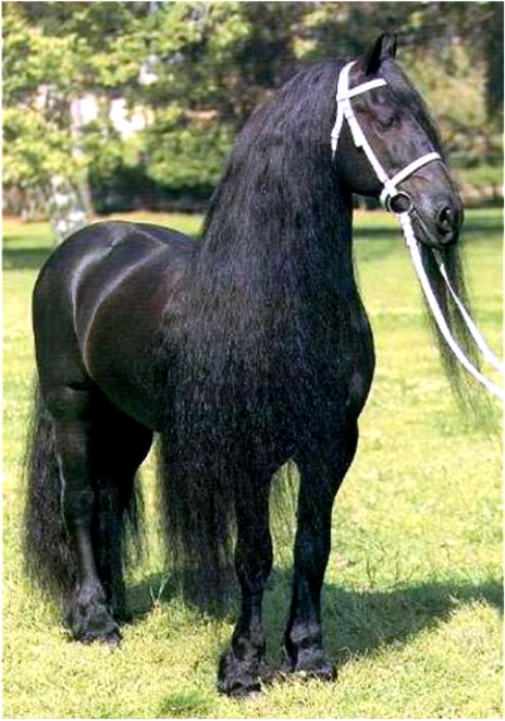 Raven-Stallion Friesian-6