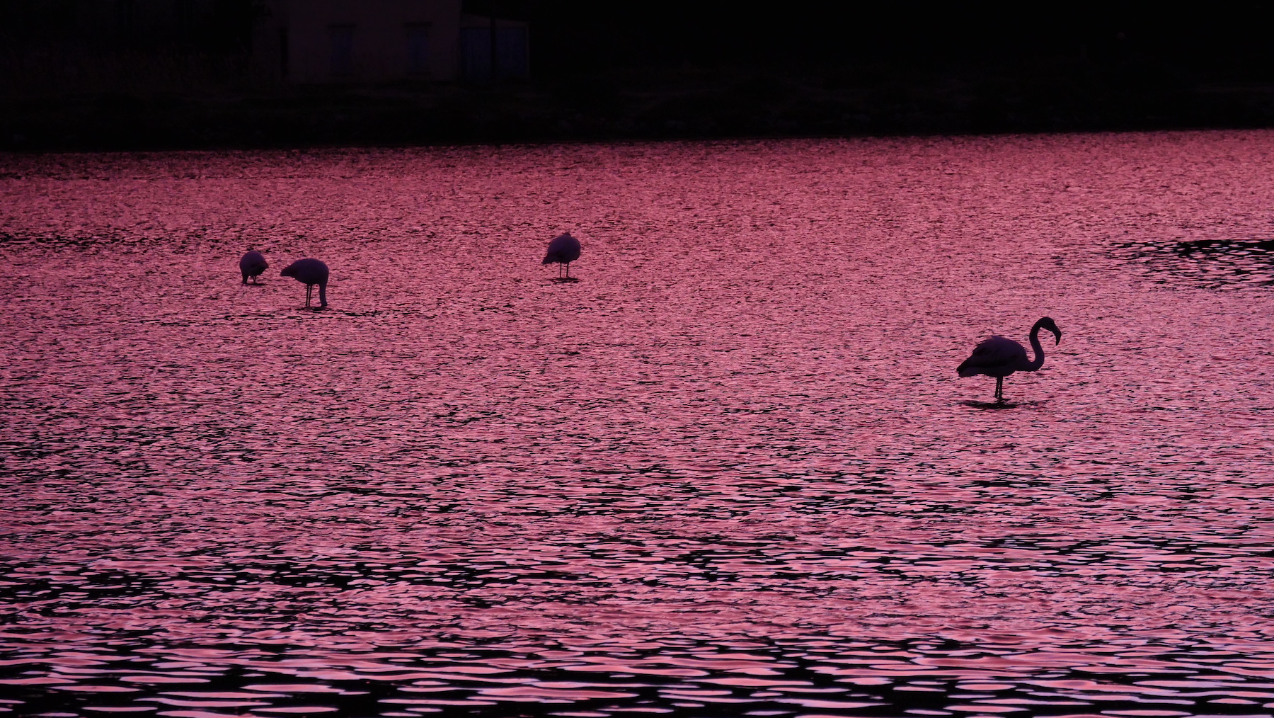 Sur les étangs autour de Narbonne (Bages, Gruissan, Ayrolle) Gruissan-flamands-roses-eau-rose%CC%81e