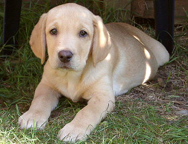 dogs and cats Yellow-lab-names