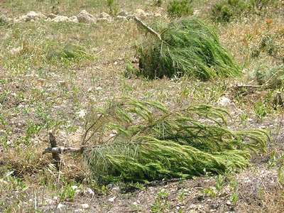 Bosque Cado Foresta-2000