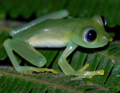  الضفادع الزجاجية ( الشفافه ) Glass-frog-big-eyes