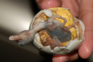 Mengintip Masakan Filipina Eatting-filipino-balut-2019d1308525737-balut1