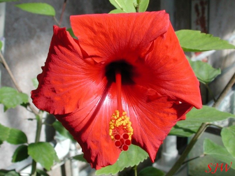 Trandafirul chinezesc Hibiscus_1_flower