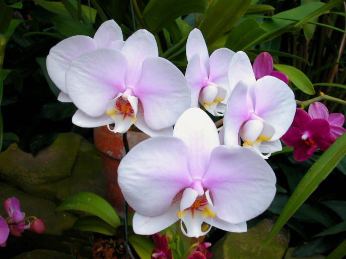 59. Gönülçelen -Inima furata - Heart Stealer - General Discussions - Comentarii - Pagina 17 Phalaenopsis-pink-big